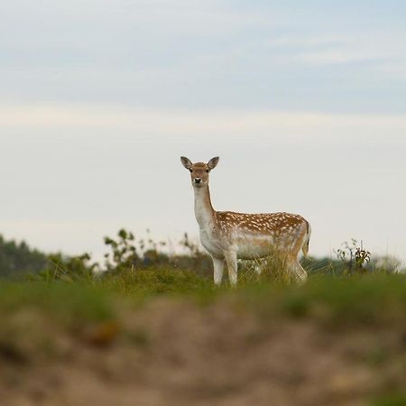 Boszicht 6 Halfvrijstaande Vakantiewoning In Oostkapelle Kültér fotó
