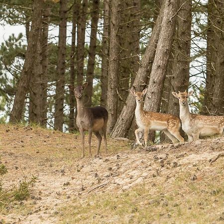 Boszicht 6 Halfvrijstaande Vakantiewoning In Oostkapelle Kültér fotó